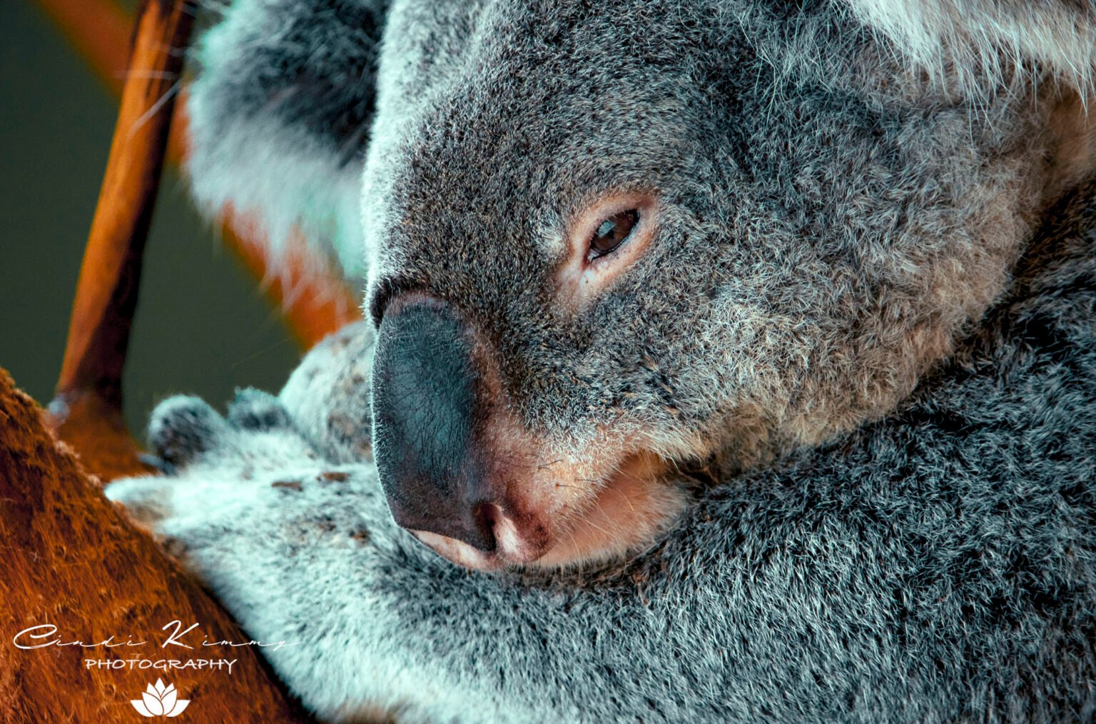 koala-coin’s-(klc)-lucrative-pre-sale-entices-tron-and-avalanche-fans