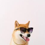 shiba-inu-vs-dogecoin-–-which-is-better-and-more-likely-to-perform-this-year?