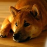 are-dogecoin-and-shiba-inu-due-a-bounce?-this-trader-sees-‘bull-flag’-forming-for-one-coin