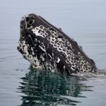 new-cardano-high-could-be-closer-than-ever-as-ada-sees-highest-level-of-whale-activity-in-7-months