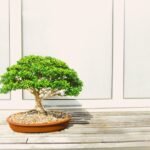 the-$bonsai-opp-on-bankless