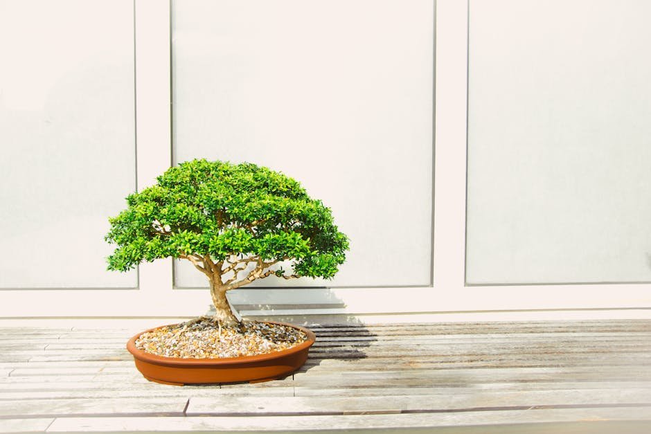 the-$bonsai-opp-on-bankless