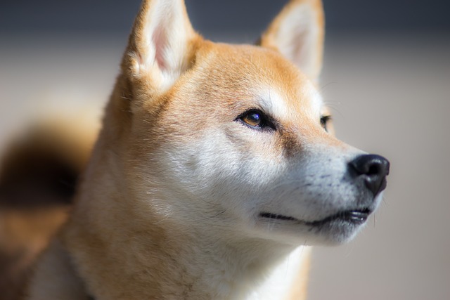 furrever-token-purr-fection-:-a-cryptocurrency-with-15x-roi-potential-attracting-holders-from-shiba-inu-and-solana