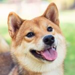riding-the-recovery-wave:-cardano,-ethereum,-shiba-inu,-and-furrever-token-shine-as-furr-leads-with-up-to-15x-roi