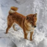 shiba-inu-who-became-the-face-of-dogecoin-dies-at-18