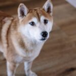 xrp-on-verge-of-bull-market-again?-shiba-inu-(shib)-lifesaver-support-is-here,-ethereum-(eth)-wants-$4,000-badly
