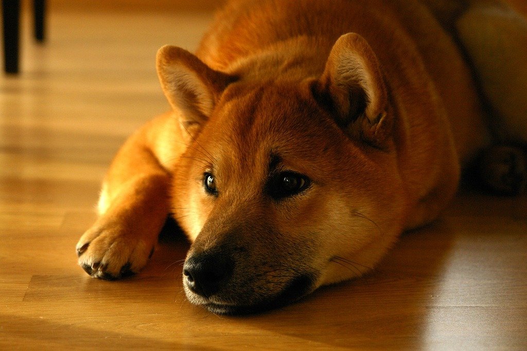 shiba-inu:-is-shib-eyeing-dogecoin’s-poisition?