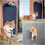 shiba-inu-and-dogecoin-prices-to-see-sharp-rally-in-june?