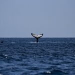 cardano,-shiba-inu,-jasmy-catch-whale-fever-as-large-transactions-spike