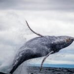 ethereum-dips-below-$3700-as-major-whale-activity-sparks-profit-taking-concerns-–-nulltx