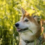 shiba-inu,-dogecoin,-and-cardano-likely-to-outperform-bitcoin,-ethereum,-and-xrp;-but-how?