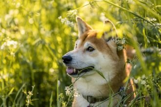 shiba-inu,-dogecoin,-and-cardano-likely-to-outperform-bitcoin,-ethereum,-and-xrp;-but-how?