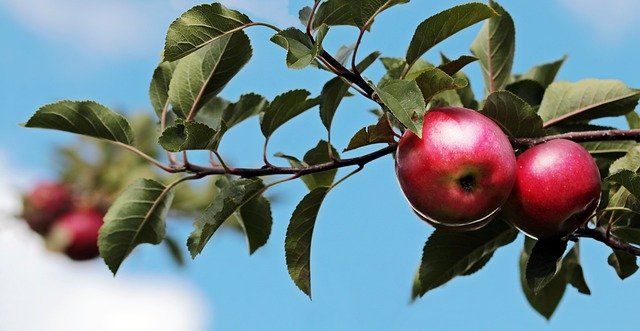 report:-apple’s-device-longevity-makes-ai-more-important