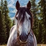 the-ai-dark-horse:-why-meta-stock-could-outperform-nvda-in-the-long-run